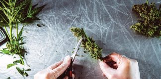 Is CBG the New CBD? Is-CBG-the-new-CBD-Josefine-Nowitz-mg-magazine-mgretailer