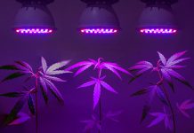 Creative Breeding Can Invigorate Craft Cannabis Nathaniel-Pennington-Humboldt-Seed-Company-cultivation-April-2020-mg-magazine-mgretailer