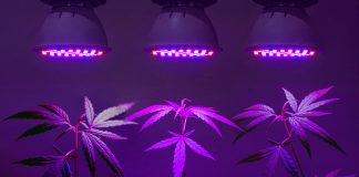 Creative Breeding Can Invigorate Craft Cannabis Nathaniel-Pennington-Humboldt-Seed-Company-cultivation-April-2020-mg-magazine-mgretailer