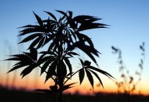 Cultivation Is Competitive; Position Yourself to Stand Out in the Crowd Cannabis-cultivation-Ella-Alpina-Trym-mg-Magazine-mgretailer