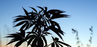 Cultivation Is Competitive; Position Yourself to Stand Out in the Crowd Cannabis-cultivation-Ella-Alpina-Trym-mg-Magazine-mgretailer