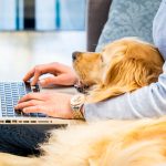 ElleVet Sciences Study Finds CBD Pet Product Formulas Misleading ElleVet-Sciences-ProVerde-Labs-CBD-pet-product-study-mg-magazine-mgretailer