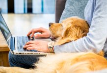 ElleVet Sciences Study Finds CBD Pet Product Formulas Misleading ElleVet-Sciences-ProVerde-Labs-CBD-pet-product-study-mg-magazine-mgretailer