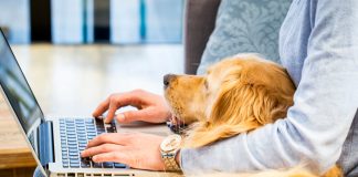 ElleVet Sciences Study Finds CBD Pet Product Formulas Misleading ElleVet-Sciences-ProVerde-Labs-CBD-pet-product-study-mg-magazine-mgretailer