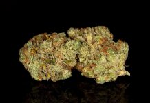 Viola Announces First Harvest and Launch of Detroit Cultivation Facility Viola-First-Harvest-Detroit-Cultivation-Under-Dawg-strain-press-release-mg-magazine-mgretailer