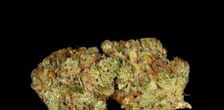 Viola Announces First Harvest and Launch of Detroit Cultivation Facility Viola-First-Harvest-Detroit-Cultivation-Under-Dawg-strain-press-release-mg-magazine-mgretailer