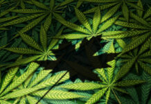 Canadian Cannabis Mega Brands Sued for False Labeling, Potency Canadian Cannabis-class-action-lawsuit-cannabis news-mg magazine-mgretailer