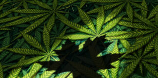 Canadian Cannabis Mega Brands Sued for False Labeling, Potency Canadian Cannabis-class-action-lawsuit-cannabis news-mg magazine-mgretailer