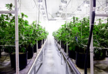 Clean Grow Rooms Produce Higher Yields Clean-Grow-Room-Sophia-Daukus-Florock-mg-magazine-mgretailer-cannabis-news