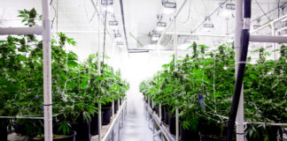 Clean Grow Rooms Produce Higher Yields Clean-Grow-Room-Sophia-Daukus-Florock-mg-magazine-mgretailer-cannabis-news