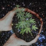 TruFlora Feel Good Pre-rolls Available at Cornerstone Wellness TruFlora-cornerstone-wellness-press-release-mg-magazine-mgretailer