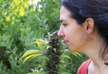 For Love of the Plant: A Journey in Cannabis Cultivation For-Love-of-the-Plant-Cannabis-Cultivation-Johanna-Silver-Rachel-Weill-mg-magazine-mgretailer