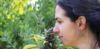 For Love of the Plant: A Journey in Cannabis Cultivation For-Love-of-the-Plant-Cannabis-Cultivation-Johanna-Silver-Rachel-Weill-mg-magazine-mgretailer