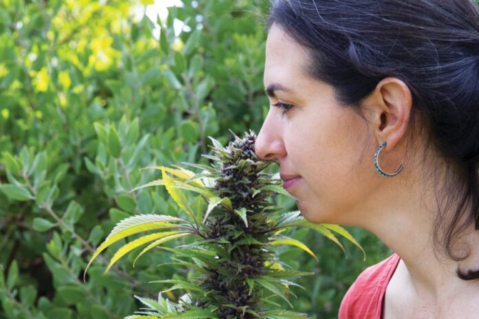 For-Love-of-the-Plant-Cannabis-Cultivation-Johanna-Silver-Rachel-Weill-mg-magazine-mgretailer