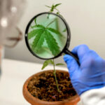 Congressional Committee Advances Legislation to Expand Cannabis Research Congressional-Committee-Advances-Legislation-to-Expand-Cannabis-Research-mg-magazine-mgretailer