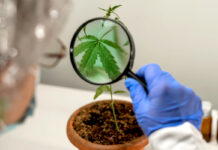 Congressional Committee Advances Legislation to Expand Cannabis Research Congressional-Committee-Advances-Legislation-to-Expand-Cannabis-Research-mg-magazine-mgretailer