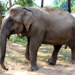 Zookeepers Administer CBD Oil to Help Elephants Cope With Stress Elephants-CBD-oil-Warsaw-Zoo-mg-magazine-mgretailer