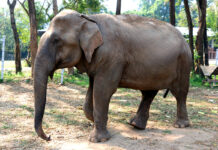 Zookeepers Administer CBD Oil to Help Elephants Cope With Stress Elephants-CBD-oil-Warsaw-Zoo-mg-magazine-mgretailer