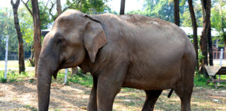 Zookeepers Administer CBD Oil to Help Elephants Cope With Stress Elephants-CBD-oil-Warsaw-Zoo-mg-magazine-mgretailer