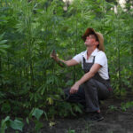 Hemp Farmers Now Eligible for Federal COVID-19 Relief Hemp-Farmers-Now-Eligible-for-Federal-COVID-19-Relief-cannabis-news-mg-magazine-mgretailer