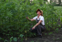 Hemp Farmers Now Eligible for Federal COVID-19 Relief Hemp-Farmers-Now-Eligible-for-Federal-COVID-19-Relief-cannabis-news-mg-magazine-mgretailer