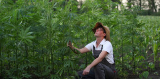 Hemp Farmers Now Eligible for Federal COVID-19 Relief Hemp-Farmers-Now-Eligible-for-Federal-COVID-19-Relief-cannabis-news-mg-magazine-mgretailer