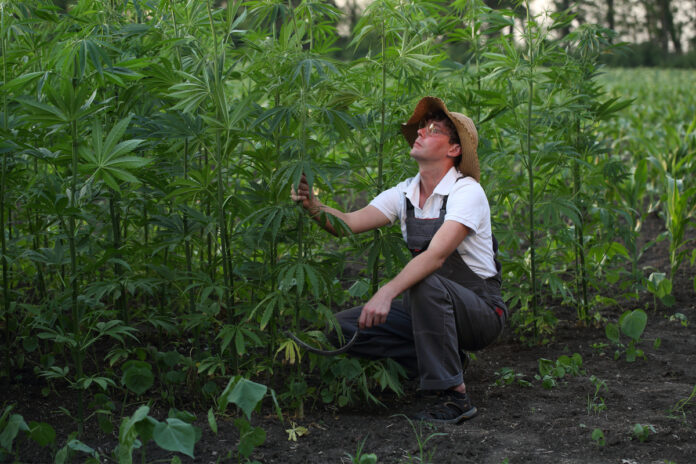 Hemp-Farmers-Now-Eligible-for-Federal-COVID-19-Relief-cannabis-news-mg-magazine-mgretailer