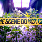 LAPD Officer Charged with Felony Burglary in Cannabis Grow Bust LAPD-Officer-Charged-with-Felony-Burglary-in-Cannabis-Grow-Bust-cannabis-news-mg-magazine-mgretailer