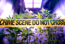 LAPD Officer Charged with Felony Burglary in Cannabis Grow Bust LAPD-Officer-Charged-with-Felony-Burglary-in-Cannabis-Grow-Bust-cannabis-news-mg-magazine-mgretailer