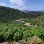 OSU to Study Effects of Wildfire Smoke on Hemp Crops amid Historic Fires OSU-to-Study-Effects-of-Wildfire-Smoke-on-Hemp-Crops-amid-Historic-Fires-cannabis-news-mg-magazine-mgretailer