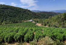 OSU to Study Effects of Wildfire Smoke on Hemp Crops amid Historic Fires OSU-to-Study-Effects-of-Wildfire-Smoke-on-Hemp-Crops-amid-Historic-Fires-cannabis-news-mg-magazine-mgretailer