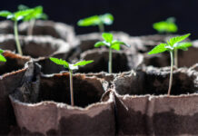 3 Great Autoflowering Strains to Grow and Enjoy 3-Great-Autoflowering-Strains-to-Grow-and-Enjoy-Enzo-Schillaci-Fast-Buds-mg-magazine-mgretailer