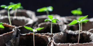 3 Great Autoflowering Strains to Grow and Enjoy 3-Great-Autoflowering-Strains-to-Grow-and-Enjoy-Enzo-Schillaci-Fast-Buds-mg-magazine-mgretailer