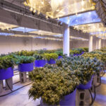 California Energy Commission to Host Workshop about Proposed LED Mandate California-Energy-Commission-to-Host-Workshop-about-Proposed-LED-Mandate-cannabis-news-mg-Magazine-mgretailer