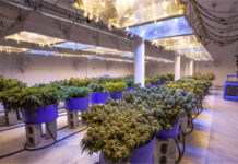 California Energy Commission to Host Workshop about Proposed LED Mandate California-Energy-Commission-to-Host-Workshop-about-Proposed-LED-Mandate-cannabis-news-mg-Magazine-mgretailer