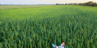 Congress Approves Funding to Extend Federal Hemp Pilot Program Congress-Approves-Funding-to-Extend-Federal-Hemp-Pilot-Program-cannabis-news-mg-magazine-mgretailer