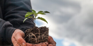 Hemp Industry Members File Suit Over DEA Regulatory Overreach Hemp-Industry-Members-File-Suit-Over-DEA-Regulatory-Overreach-cannabis-news-mg-magazine-mgretailer