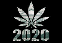 No President Yet, but Cannabis Is a Big Winner in 2020 U.S. Election No-President-Yet-but-Cannabis-Is-a-Big-Winner-in-2020-U.S.-Election-cannabis-news-mg-Magazine-mgretailer