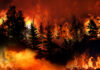 U.S. Wildfires 2020 – Too Early to Predict Impact on Pricing and Supply U.S.-Wildfires-2020-Too-Early-to-Predict-Impact-on-Pricing-and-Supply-cannabis-news-mg-magazine-mgretailer