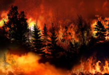 U.S. Wildfires 2020 – Too Early to Predict Impact on Pricing and Supply U.S.-Wildfires-2020-Too-Early-to-Predict-Impact-on-Pricing-and-Supply-cannabis-news-mg-magazine-mgretailer