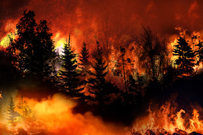 U.S.-Wildfires-2020-Too-Early-to-Predict-Impact-on-Pricing-and-Supply-cannabis-news-mg-magazine-mgretailer