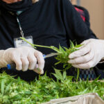 California Cannabis Industry May See Loosened Regulations California-Cannabis-Industry-May-See-Loosened-Regulations-cannabis-news-mg-magazine-mgretailer