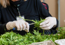 California Cannabis Industry May See Loosened Regulations California-Cannabis-Industry-May-See-Loosened-Regulations-cannabis-news-mg-magazine-mgretailer