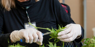 California Cannabis Industry May See Loosened Regulations California-Cannabis-Industry-May-See-Loosened-Regulations-cannabis-news-mg-magazine-mgretailer