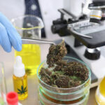 House Approves Bipartisan Bill to Allow Clinical Cannabis Research House-Approves-Bipartisan-Bill-to-Allow-Clinical-Cannabis-Research-cannabis-news-mg-magazine-mgretailer