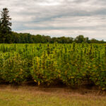 Medicinal Cannabis Has Quickly Become Maine’s Most Valuable Crop Medicinal-Cannabis-Has-Quickly-Become-Maines-Most-Valuable-Crop-cannabis-news-mg-magazine-mgretailer