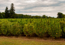 Medicinal Cannabis Has Quickly Become Maine’s Most Valuable Crop Medicinal-Cannabis-Has-Quickly-Become-Maines-Most-Valuable-Crop-cannabis-news-mg-magazine-mgretailer