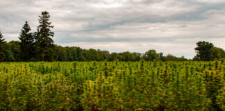 Medicinal Cannabis Has Quickly Become Maine’s Most Valuable Crop Medicinal-Cannabis-Has-Quickly-Become-Maines-Most-Valuable-Crop-cannabis-news-mg-magazine-mgretailer