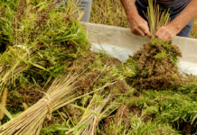 Industry Members React to USDA’s Release of Final Rule on Hemp Production Industry-Members-React-to-USDAs-Release-of-Final-Rule-on-Hemp-Production-cannabis-news-mg-magazine-mgretailer