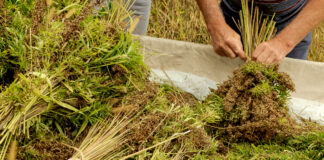 Industry Members React to USDA’s Release of Final Rule on Hemp Production Industry-Members-React-to-USDAs-Release-of-Final-Rule-on-Hemp-Production-cannabis-news-mg-magazine-mgretailer